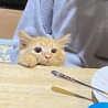 の写真
