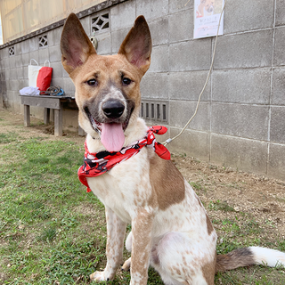 【智(さと)君】素敵な里親様へ譲渡決定！