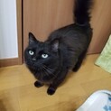 人懐っこい長毛黒猫です