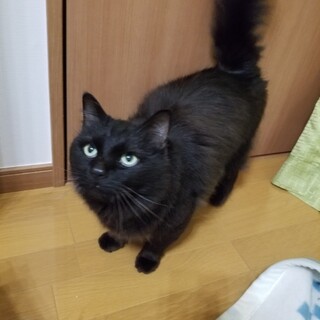 人懐っこい長毛黒猫です