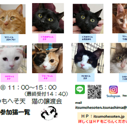 いつもへそ天 猫の譲渡会