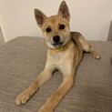 一旦停止！元気いっぱい☆中型犬子犬☆ココちゃん