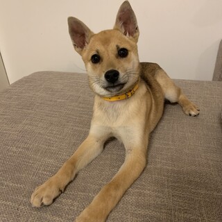 一旦停止！元気いっぱい☆中型犬子犬☆ココちゃん