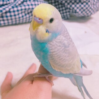 ありがとうございました。