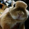 急募　ネザーランドの里親探してます