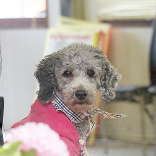 譲渡決定！【クロエ】人も犬も大好きなMプードル