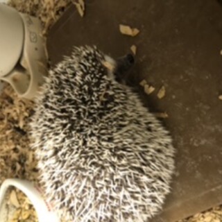 ハリネズミメス2歳