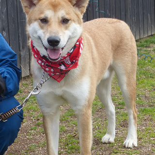 幸せになりました！【レノン】明るい穏やかな子です
