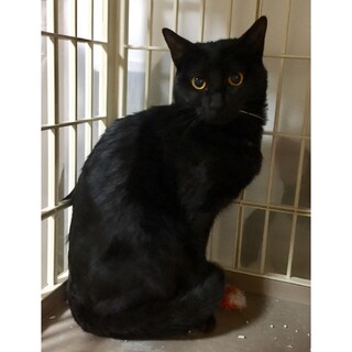 神秘的で賢い黒猫