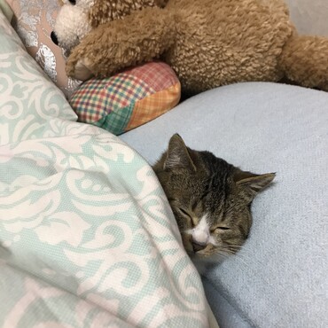 ゲージから出すと娘のベッドで眠るアンディ。元野良猫とは思えません(笑)