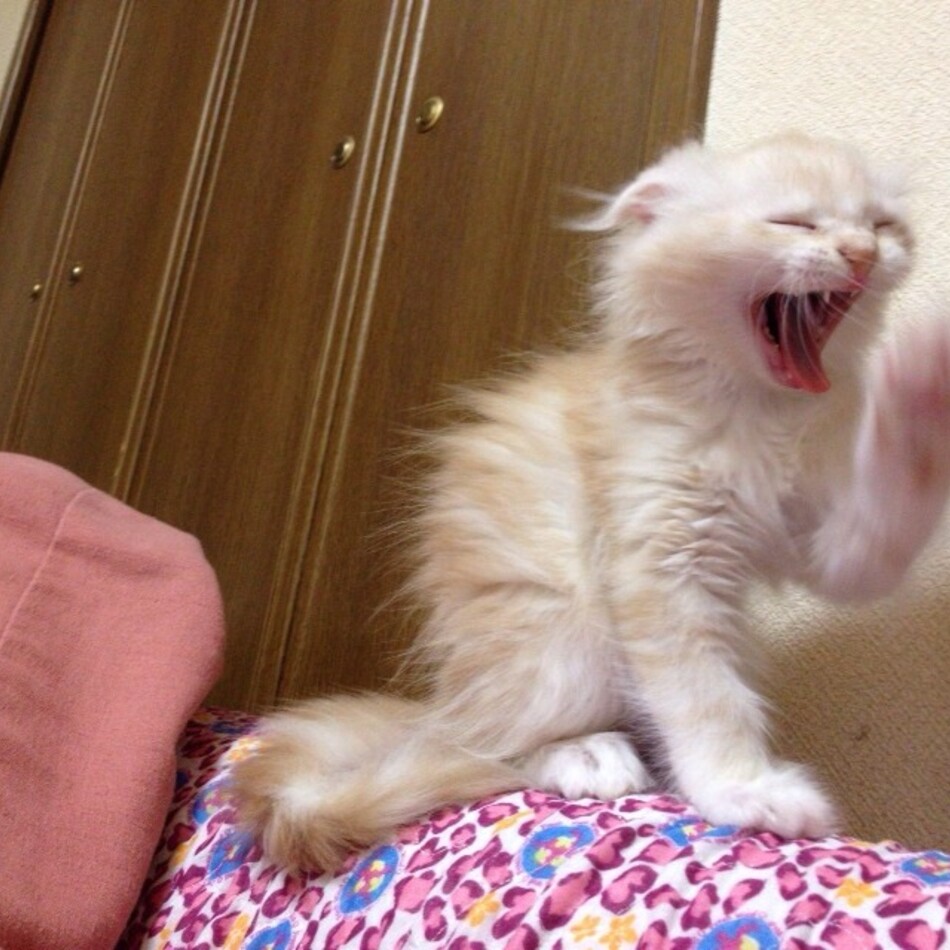 ちくわのカバー写真