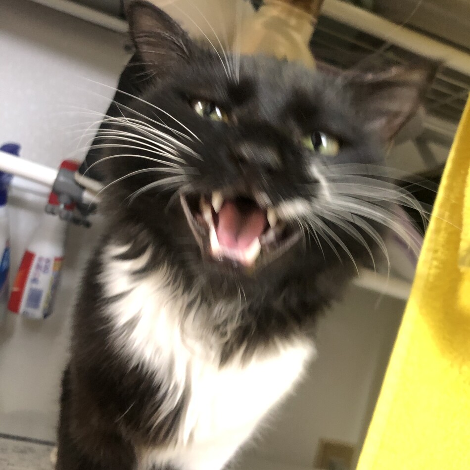 ひじきのカバー写真