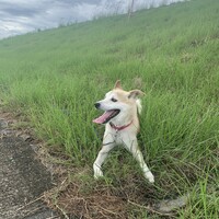 ラフ