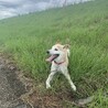 ラフ