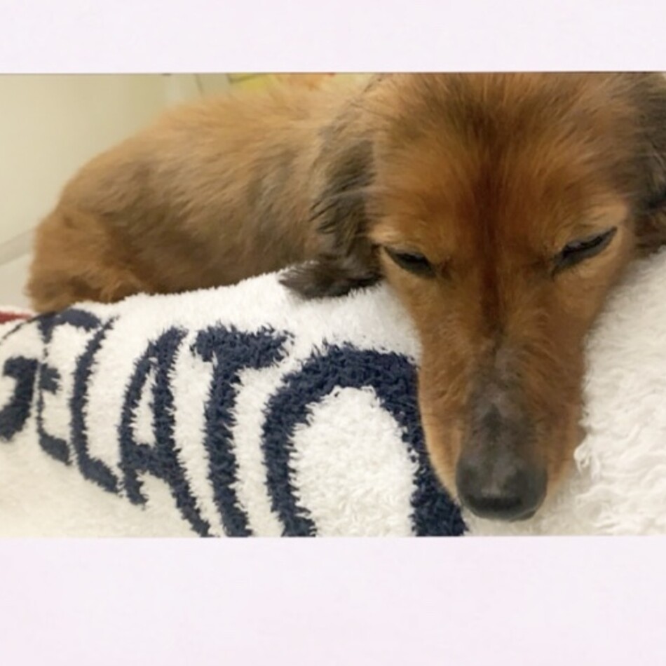ショコラのカバー写真