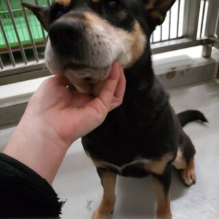 譲渡されました★有難うございました♡