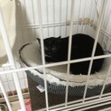 健診済、ケージ大、フード付き1歳未満黒猫