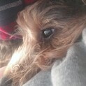 可愛らしいMIX犬です！
