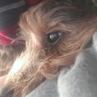 可愛らしいMIX犬です！