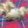 可愛らしいMIX犬です！ サムネイル2