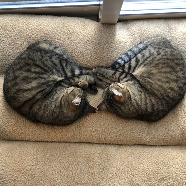 チームシロ号のカバー写真