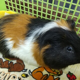 モルモットの里親募集