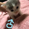 子猫 里親様募集です