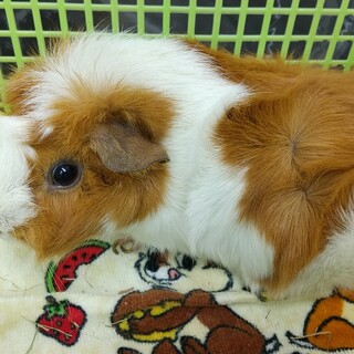 里親様が決まりました。