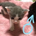 子猫 里親様募集