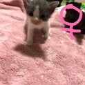 子猫 里親様募集