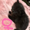 子猫 里親様募集