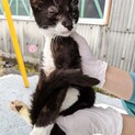 子猫（⑥女の子）