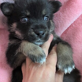 里親決定☆保健所レスキューぽん太君