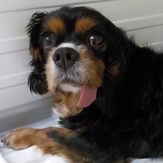 ゴンくん　マイペースな男の子　推定7才