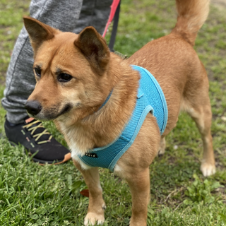 新しい家族ができました！（ロブ）