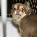 チワワさつきちゃん家族募集中