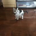 １ヶ月〜２ヶ月の子猫