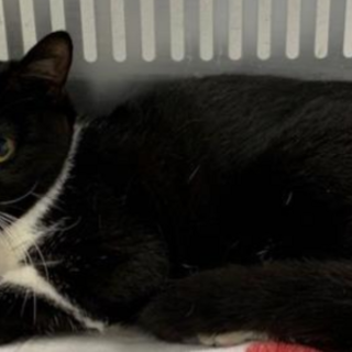 処分対象になります。収容期限4/8朝迄