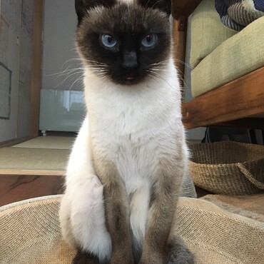 ちょっとだけしまい忘れのベロの先っぽが見えます