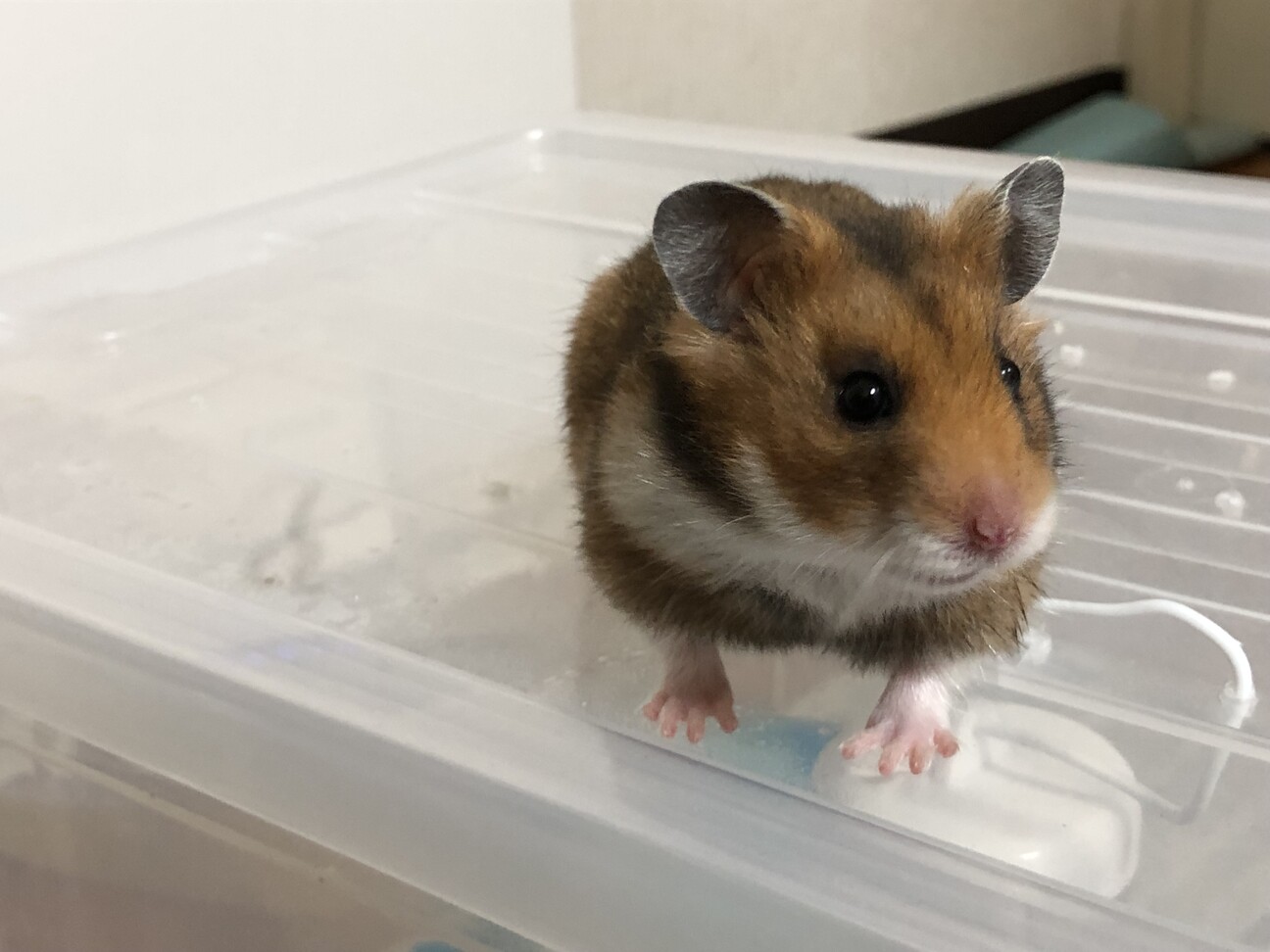 ゴールデンハムスター（2月生まれ／メス） サムネイル2