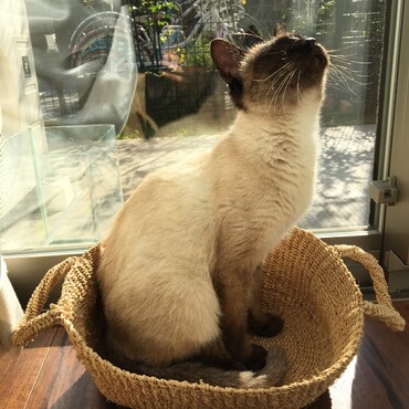 日向ぼっこ