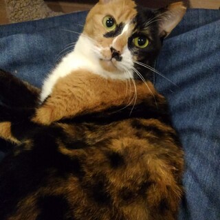 本格派三毛猫【おかき】