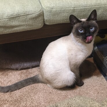 ごはんおいしかったにゃ