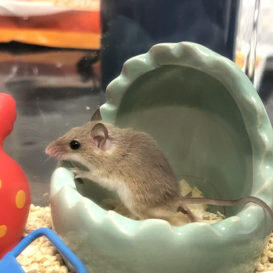 小太郎のカバー写真