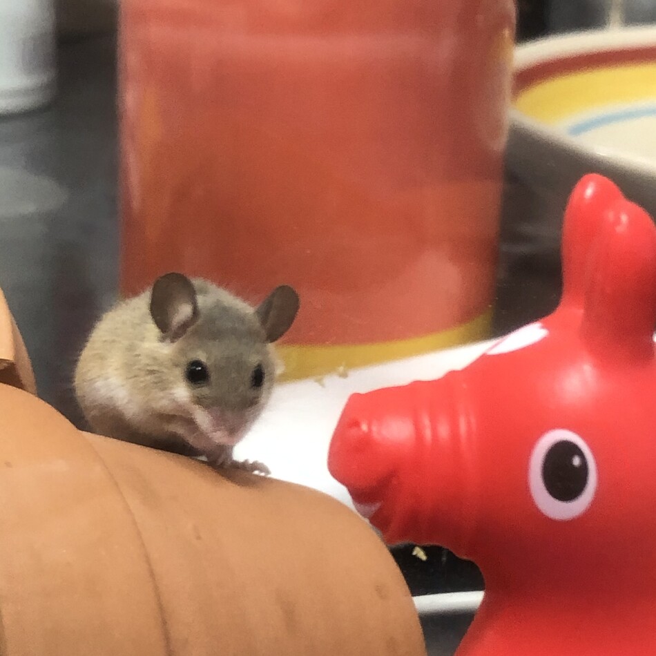 小雪のカバー写真