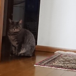 3/26から猫のタオが家を出て帰って来ません