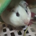 モルモットの里親募集
