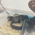 【募集終了】並うずらのひな 3月28日生まれ