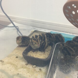 【募集終了】並うずらのひな 3月28日生まれ