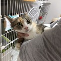 おとなしくて抱っこもできる三毛猫  南ちゃん